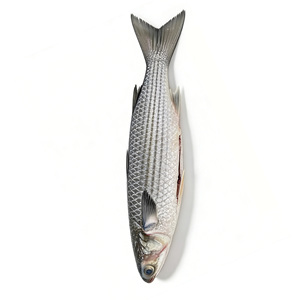 Pesce Cefalo Grigio Congelato Prezzo all'Ingrosso Cefalo Grigio Congelato e Sviscerato di Alta Qualità - Product Image 1
