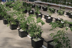 One One 20L Cylindre complet complet pour plantes Baril DWC Système hydroponique Seau de clonage avec pompe - Product Image 6