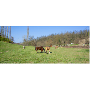โคบีวัน 4 กก. (สำหรับการฝึก): สารอาหารสำหรับการฝึกซ้อม / กรดอะมิโนและวิตามิน / สารอาหารสำหรับม้ารุ่นเยาว์ในระยะเริ่มต้นการฝึก - Product Image 6