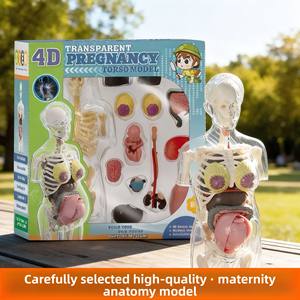 Ensemble de jouets anatomiques pour femmes enceintes, modèle d'organes du <span class=keywords><strong>corps</strong></span> <span class=keywords><strong>humain</strong></span>, <span class=keywords><strong>squelette</strong></span>, aides pédagogiques médicales, jouets éducatifs pour enfants - Product Image 5