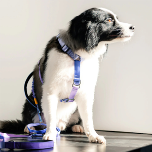 Shock Absorbing Gradient Purple Elastic <strong>Dog</strong> Leash Heavy Duty Nylon Tangle Free 360&deg; Clip Padded Handle &amp; Adjustable Pet <strong>Lead</strong> - Product Image 2