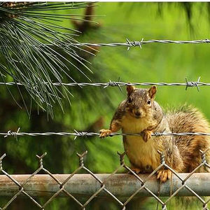 Harga pabrik kawat berduri putar terbalik, untuk pagar 500m Per gulungan bahan baja <span class=keywords><strong>Malaysia</strong></span> - Product Image 2