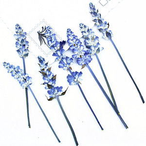 12 Uds. De <span class=keywords><strong>flores</strong></span> reales prensadas en seco, lavanda Natural, <span class=keywords><strong>flores</strong></span> <span class=keywords><strong>silvestres</strong></span> secas conservadas, <span class=keywords><strong>flores</strong></span> planas, marcapáginas, cúpula de cristal, relleno de resina - Product Image 3