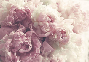 Papel tapiz de primera calidad, flores, papel tapiz fotográfico no tejido, decoración de pared elegante, papel de pared, sala de estar, papel tapiz de peonía Rosa natural - Product Image 5