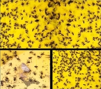 Vente en gros de lampe anti-mouches solide attrape-insectes en plastique collant en papier anti-mouches pour lampe anti-mouches