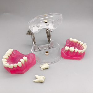 Werks rabatt Weiches Silikon Adult Full Mouth Abnehmbares Zahn modell für medizinische und pädagogische Zwecke - Product Image 2