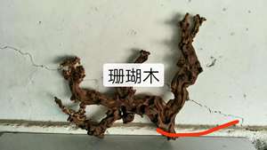 Commercio all'ingrosso di colore giallo di qualità habitat acquatici radice di canapa vite di corallo in legno di sesso opposto lavello in legno - Product Image 4