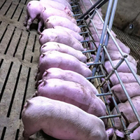 Système d'alimentation liquide intelligent pour porcs, machine à aliments fermentés pour truies lactantes, truies gestantes, porcelets de nurserie et porcs d'engraissement en ferme