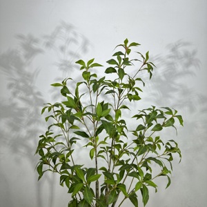 ต้นไม้ปลอมทำจากผ้าไหมเทียมต้นปาล์มจำลองทำจากพลาสติกใช้ตกแต่งบ้าน - Product Image 5