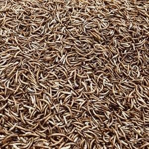 חייל שחור מיובש זעף רימות של הזחל חרקים בשר מיובשות חלבון גבוה - Product Image 2