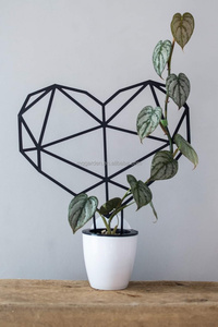 Soporte de jardín de plantas <span class=keywords><strong>trepadoras</strong></span> de tallo de metal, soporte de maceta de líneas metálicas en forma de corazón, enrejado de jardín <span class=keywords><strong>para</strong></span> plantas <span class=keywords><strong>trepadoras</strong></span> - Product Image 2