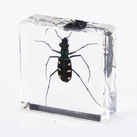 Spécimen de résine Résine Artisanat Arts Clair Décoratif Fantaisie Insectes Résine Blocs Articles Cadeaux Ambre avec Insecte À L'intérieur
