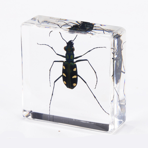 Nhựa Mẫu Nhựa Thủ Công Mỹ Nghệ Nghệ Thuật Rõ Ràng Trang Trí Ưa Thích Côn Trùng Nhựa Khối Mặt Hàng Quà Tặng Hổ Phách Với Côn Trùng Bên Trong - Product Image 4