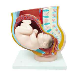 Anatomie populaire enseignement médical organes génitaux anatomiques en plastique 4 pièces grossesse humaine 3e mois modèle de Section du bassin féminin - Product Image 3