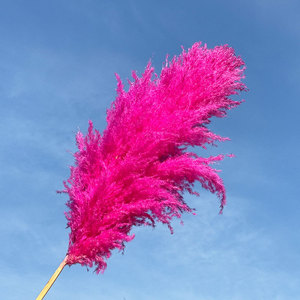 Meilleures ventes Herbe de la <span class=keywords><strong>pampa</strong></span> rouge brun foncé Décoration Fleurs artificielles faites à la main de qualité supérieure pour la fête des mères Retour à l'école Naturel - Product Image 1