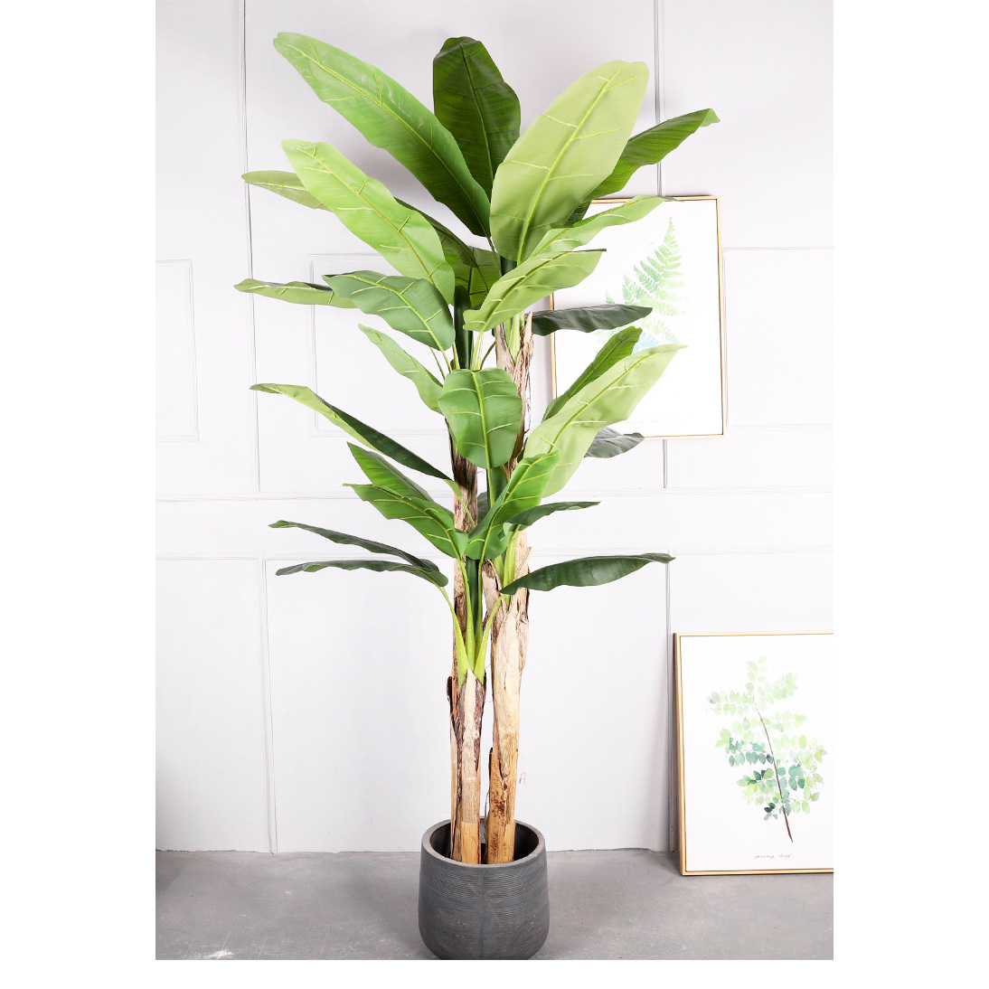 Plátano de Cuatro Pilares de 2.4M