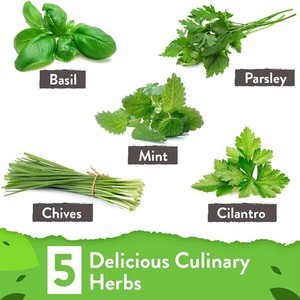 Kit de démarrage pour le jardinage à domicile, mini cuisine <span class=keywords><strong>bio</strong></span>, fenêtre, <span class=keywords><strong>jardin</strong></span> avec pots, fonction pot de fleur - Product Image 3