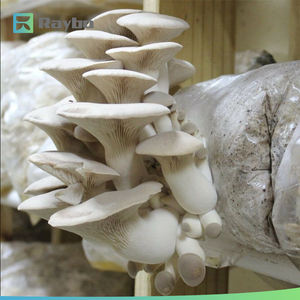 RAYBO Vente en gros de sacs de culture carrés en PP respirants à oxygène complet pour la culture de champignons et de champignons comestibles - Product Image 3