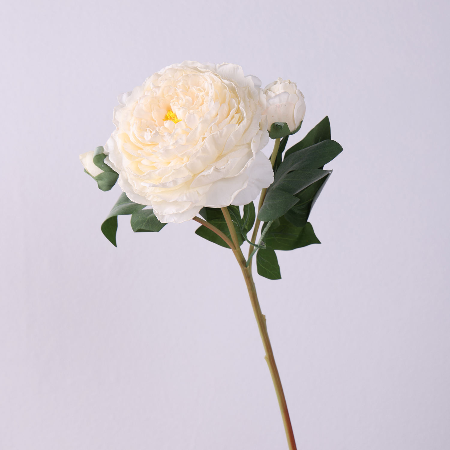 สีขาวนม