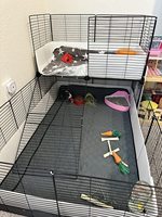 Cage XXL pour cochon d'Inde et hérisson, cage C&C 6x2 pliable, cage classique de luxe pour animaux de grande taille