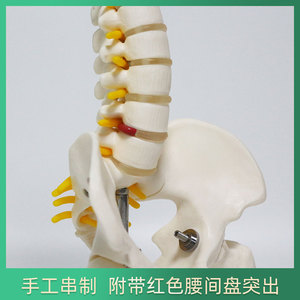 Modèle de colonne vertébrale humaine de taille moyenne FRT017, modèle pédagogique et de démonstration médecin-patient avec bassin et fémur. - Product Image 5