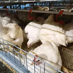 Cage à poulets de type H durable et bien ventilée pour 5000 oiseaux à faible coût pour projet avicole au Moyen-Orient - Product Image 6