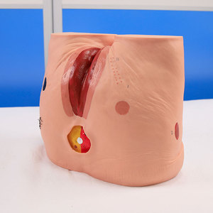 Modelo de Cuidado de Úlceras por Presión (<span class=keywords><strong>escaras</strong></span>) - Modelo para la Limpieza de Úlceras en Ancianos, Modelo de Entrenamiento - Product Image 2