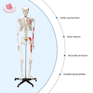מדע רפואי מודל אמיתי frt002a w/כל הגוף צבע מתחיל ואת הסיום נקודת הסיום 176 ס "מ מודל מדעי הרפואה - Product Image 5