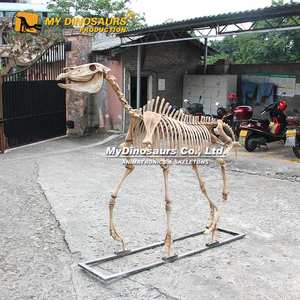 Mijn Dino L-186 Museum Display Levensgrote Paard Skelet Voor Verkoop - Product Image 2