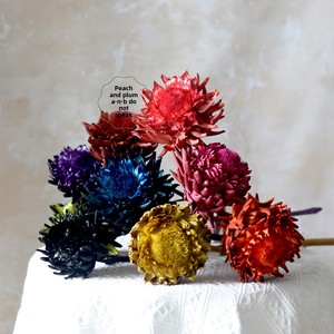 Fleur stabilisée Artichoke <span class=keywords><strong>Desert</strong></span> Candle Protea Fleurs séchées - Livraison directe usine - Décoration d'intérieur de niche légèrement luxueuse pour - Product Image 2