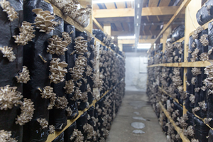 Jamur tiram bayi Frozen diskon menarik - Product Image 5