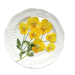 12 unids/bolsa Pansy/Viola Real flores secas prensadas