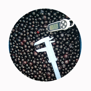 Nóng bán iqf Quả Việt Quất đông lạnh (tất cả các lớp) | số lượng lớn 10kg carton | cung cấp ổn định và giá cả cạnh tranh | ISO chứng nhận xuất khẩu - Product Image 5