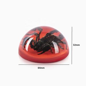 ユニークに設計された半円形レシン紙重量本物の剥製サソリでルーサイト装飾ハロウィーンの装飾のための完璧なお土産 - Product Image 3