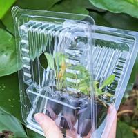 Paquet de trois boîtes de transport de semis de fleurs modernes écologiques en plastique PET transparent