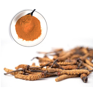 Suplemento Herbal <span class=keywords><strong>Bulk</strong></span> <span class=keywords><strong>Cordyceps</strong></span> <span class=keywords><strong>Militaris</strong></span> Mycelium Em Pó Comida UV Wuling Extrato De Cogumelo De Leões Juba Álcool Etanol e Água - Product Image 4