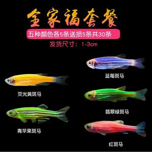 Peces cebra vivos de 1-3 cm, variedades coloridas para acuario. - Product Image 2