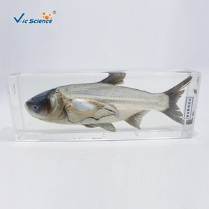 Especímenes desecados y preservados de carpa de cabeza grande, carpa plateada, carpa de cabeza grande y otras cuatro especies principales de peces de agua dulce utilizadas. - Product Image 3