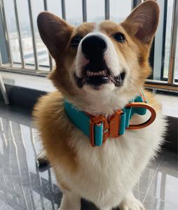 <span class=keywords><strong>5cm</strong></span> 4cm personalizado resistente peso ligero aviación aluminio Metal hebilla perro <span class=keywords><strong>Collar</strong></span> suave almohadilla Durable Nylon táctico perro <span class=keywords><strong>Collar</strong></span> - Product Image 6