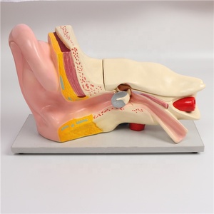 Modelo de Oído Humano Gigante Desmontable, Maniquí para Entrenamiento en Ciencias Médicas, Herramienta Educativa, Material de PVC de Alta Calidad, Verde Médico - Product Image 3