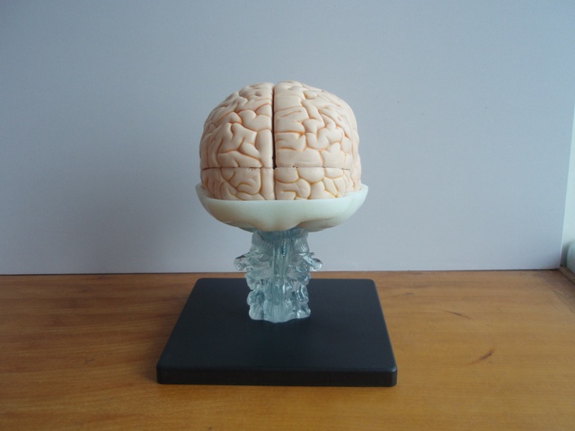 Exquisite High-Grade PVC Scientific 15-Part Brain Anatomy Model for Medical Schools Teaching