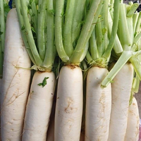 Cultivo de rábano híbrido de alto rendimiento con fuerte tolerancia a enfermedades, 99.9% de pureza, 85% de germinación, fruto blanco, excelente, de Pakistán