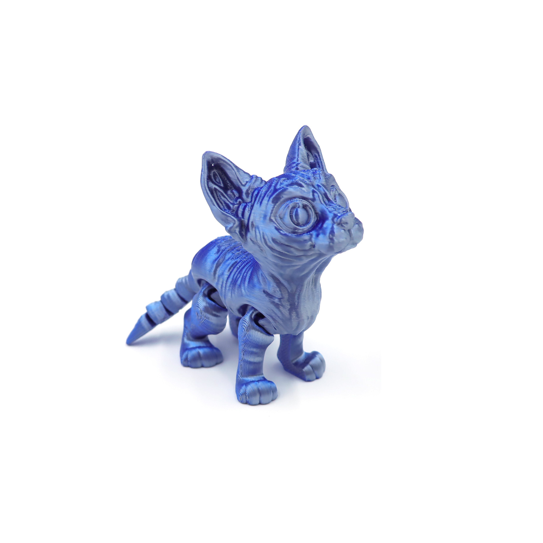 Sphynx cat - Blue-silver gradient