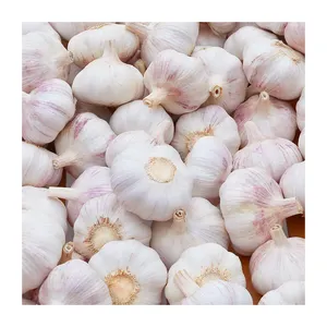 hot sale 5.5 cm factory price fresh garlic in 20kg mesh bag/carton 2024 new garlic wholesale for export with Global Gap & Haccp