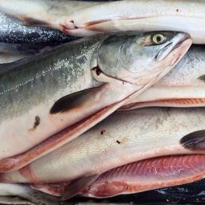 Thon Poisson Fruits De Mer Faible En Gras Nutritif Bout De Mer Thon Rond Entier De Qualité Supérieure Poisson Congelé Prêt À Exporter - Product Image 3