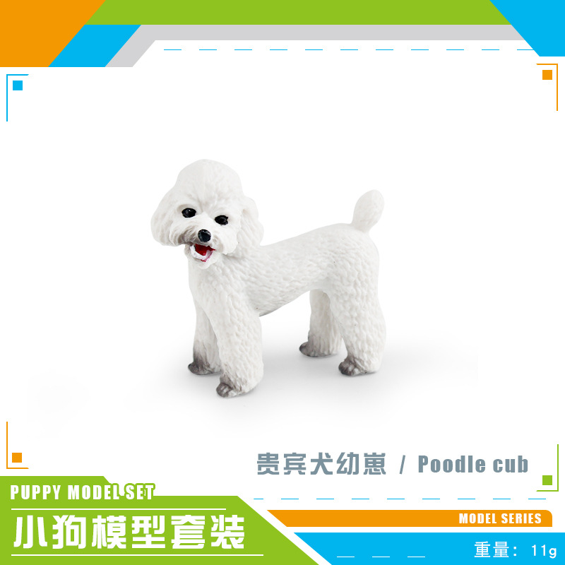 PL127-2587 Poodle pups 11g