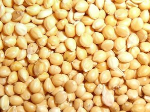 Grain <span class=keywords><strong>de</strong></span> millet chinois bien sélectionné prix <span class=keywords><strong>de</strong></span> gros millet blanc séché - Product Image 2