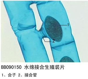 <span class=keywords><strong>Conjugaison</strong></span> individuelle de spirogyra Lames d'algues d'enseignement Lames de microscope de biologie de spécimen pour équipement de laboratoire biologique - Product Image 1