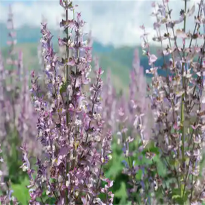 GMP, стандарт высокого качества, Экстракт Salvia Sclarel, пищевой Sclareol, растворитель, экстрагированный в барабанной упаковке, Халяль, сертифицированный - Product Image 2