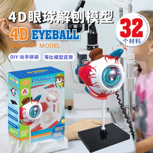 Modèle d'anatomie de l'œil 4D Tengxin, jouet éducatif détachable à monter soi-même pour adolescents, enseignement des sciences médicales - Product Image 1